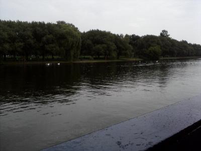 Ein Schwarm G&auml;nse und vier Schw&auml;ne